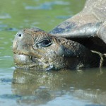 Giant Galapagos Tortoise
